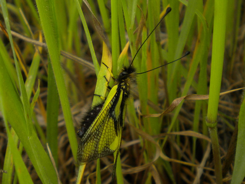 Libelloides coccajus